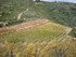 A COMME AGUILAR - AUDE - FRANC