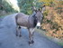 T COMME TERMES - AUDE - FRANCE