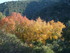 T COMME TERMES - AUDE - FRANCE