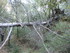 LE THOLOS DE LA LAUVE