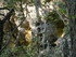 LE THOLOS DE LA LAUVE