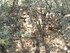 LE THOLOS DE LA LAUVE
