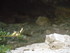 AU COEUR DE LA COMBE