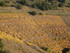 C COMME COLLIOURE (8) - PYRÉN