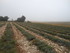PLAISIRS CHAMPÊTRES