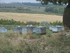 PLAISIRS CHAMPÊTRES