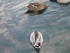 P COMME PORT VENDRES - PYRENEE