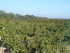CÔTÉ RHÔNE