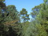 PERLE DU HAUT VAR