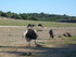 S COMME SIGEAN - AUDE - FRANCE