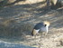 S COMME SIGEAN (2) - AUDE - FR