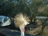 S COMME SIGEAN (2) - AUDE - FR