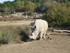 S COMME SIGEAN (2) - AUDE - FR