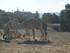 S COMME SIGEAN (3) - AUDE - FR