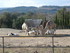 S COMME SIGEAN (3) - AUDE - FR