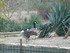 S COMME SIGEAN (4) - AUDE - FR