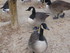 S COMME SIGEAN (4) - AUDE - FR