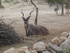 S COMME SIGEAN (4) - AUDE - FR