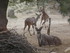 S COMME SIGEAN (4) - AUDE - FR