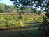 DES VIGNES À LA MER