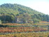 DES VIGNES À LA MER