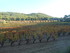 DES VIGNES À LA MER