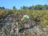 DES VIGNES À LA MER