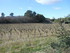 DE LA LUYNES AU MUR DE GUEIDAN