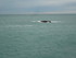 B COMME BIARRITZ (3) - PYRENEE