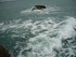 B COMME BIARRITZ (3) - PYRENEE
