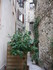 V COMME VENCE (6) - ALPES MARI