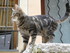 V COMME VENCE (6) - ALPES MARI
