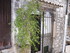 T COMME TOURETTES SUR LOUP - A