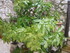 T COMME TOURETTES SUR LOUP (2)
