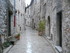 T COMME TOURETTES SUR LOUP (3)