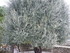 S COMME SAINT PAUL DE VENCE - 
