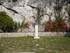 C COMME CASTAGNIERS - ALPES MA