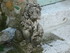 C COMME CASTAGNIERS (2) - ALPE