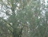 S COMME SOUSTON - LANDES - FRA