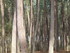 S COMME SOUSTON - LANDES - FRA