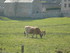 C COMME CHAUDES AIGUES - CANTA