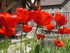 C COMME CHAUDES AIGUES (3) - C