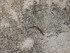 C COMME CHAUDES AIGUES (5) - C