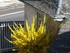 C COMME CHAUDES AIGUES (6) - C