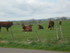 U COMME USSEL - CANTAL - FRANC