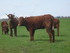 U COMME USSEL - CANTAL - FRANC