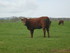 U COMME USSEL - CANTAL - FRANC