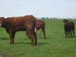 U COMME USSEL - CANTAL - FRANC