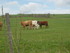 U COMME USSEL - CANTAL - FRANC