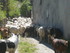 A COMME AZET - HAUTES PYRENEES